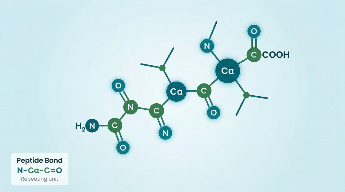 Illustration of two amino acids joined at a peptide bond